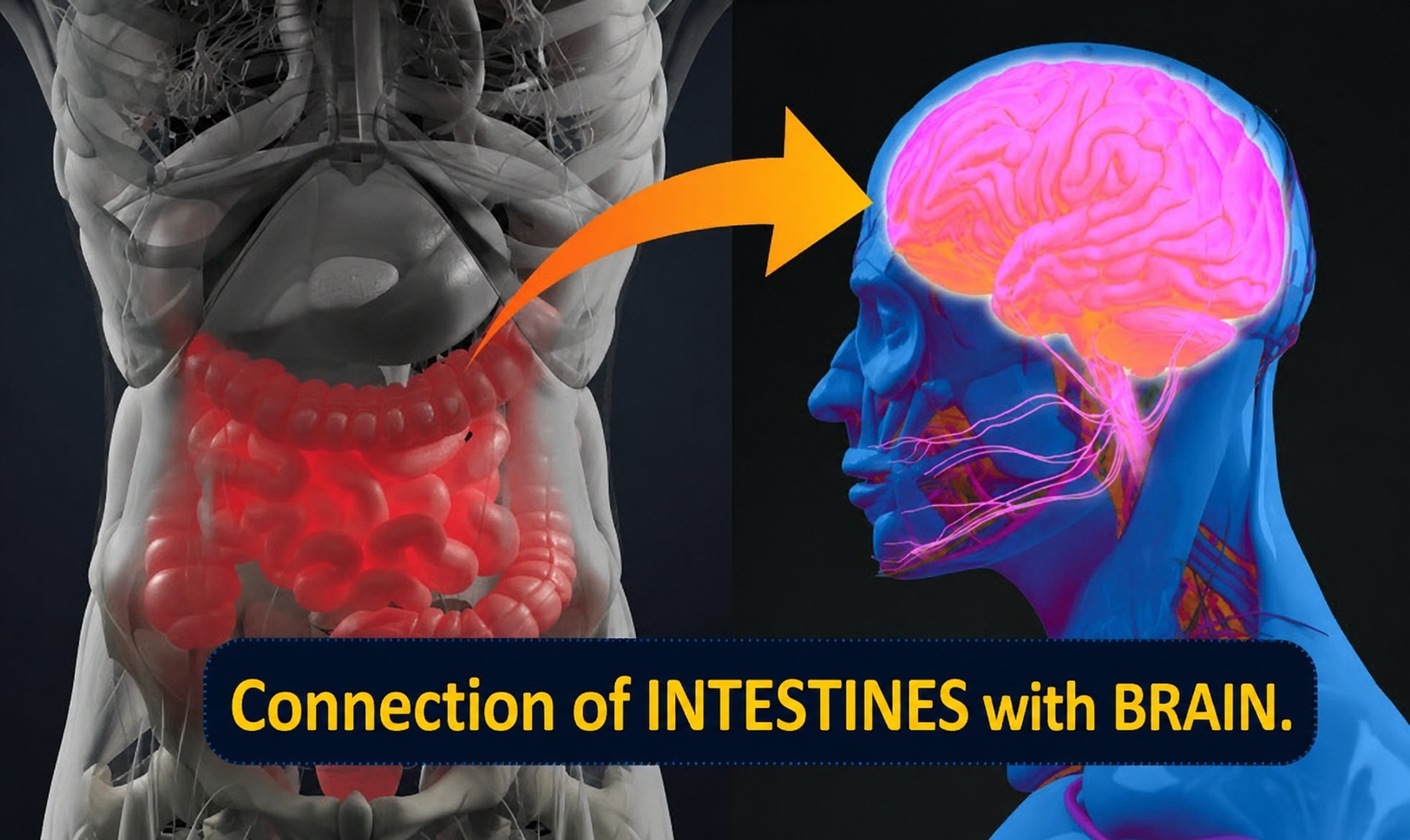 Gut brain axis and red light therapy for digestive health